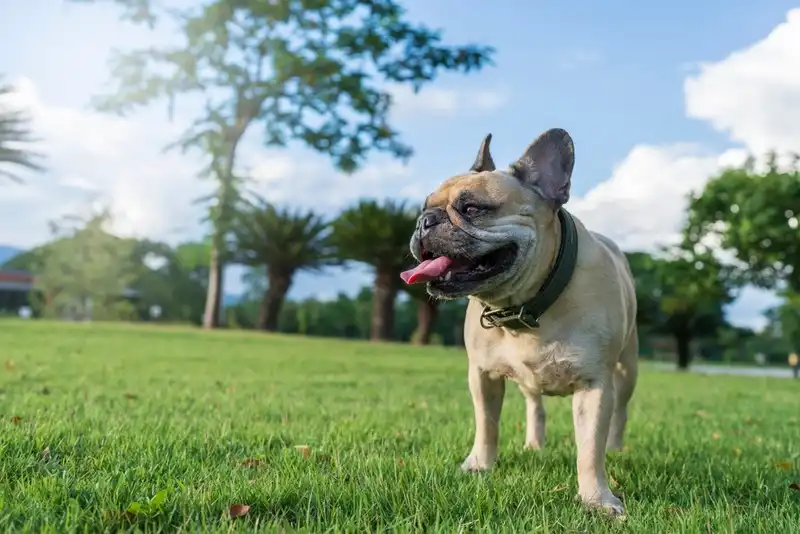French Bulldog Lifespan