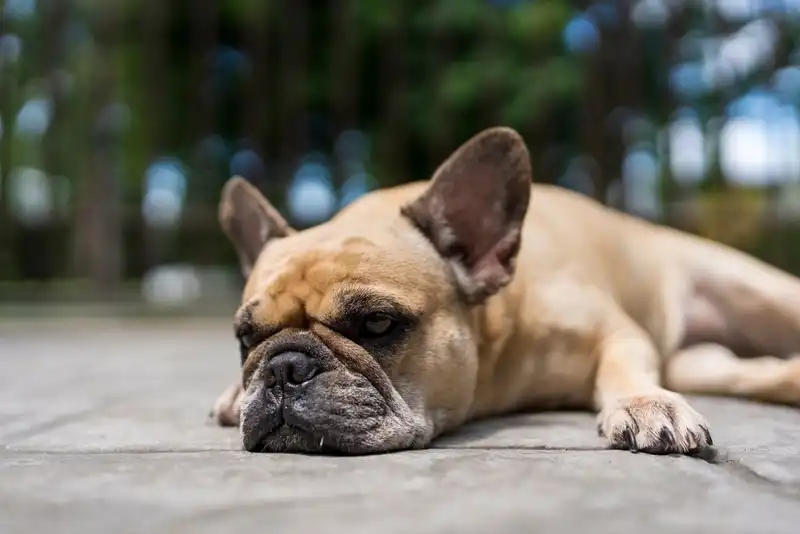 French Bulldog Lifespan