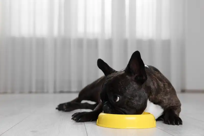 French Bulldog Lifespan