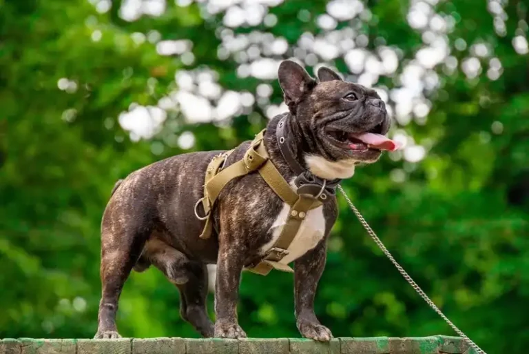 French Bulldog Lifespan