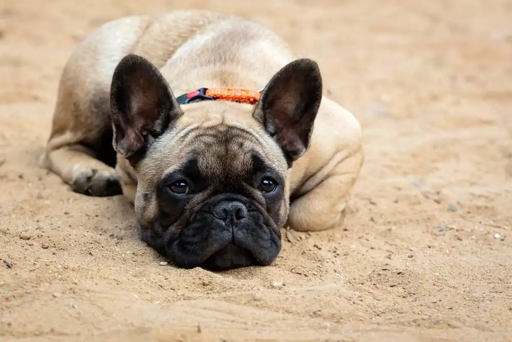French Bulldog Lifespan