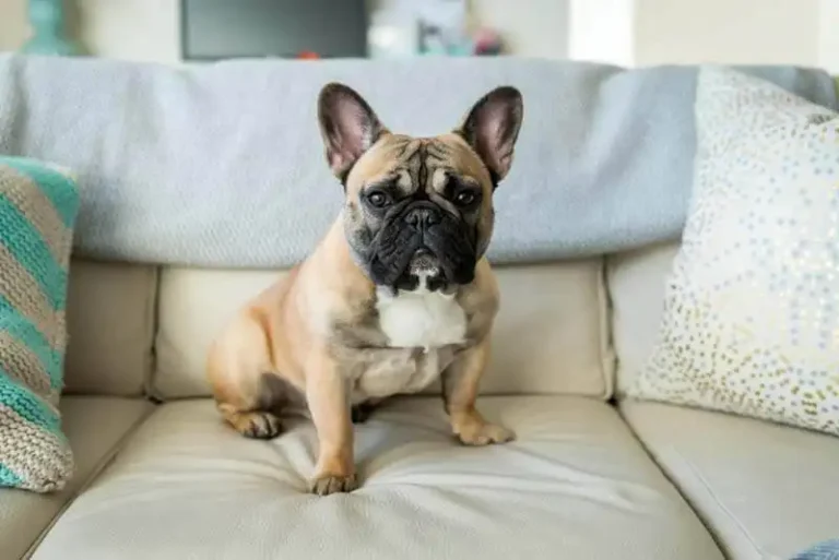 French Bulldog Trends