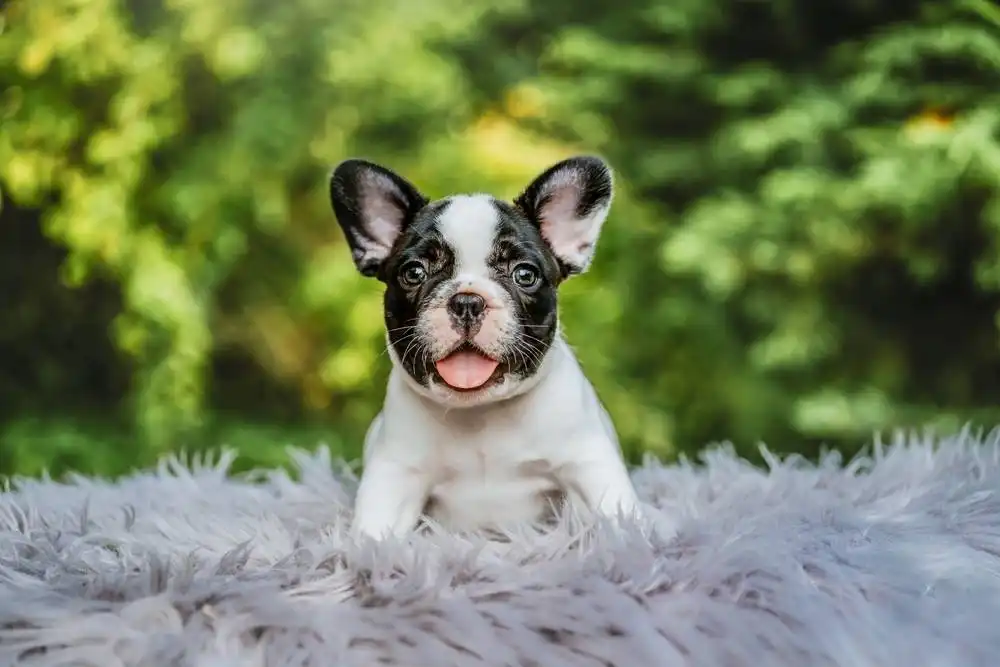French Bulldogs