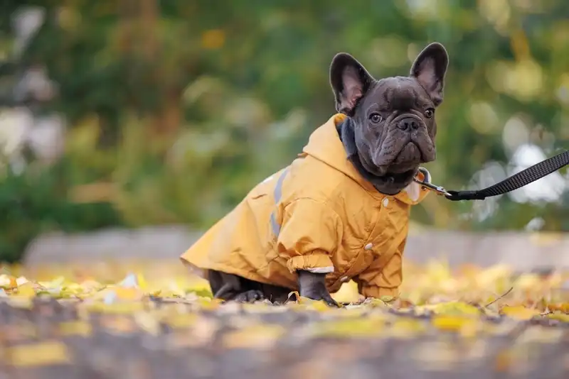 French Bulldogs
