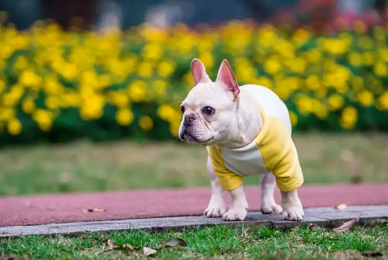 French Bulldogs