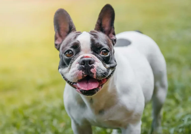 French Bulldogs