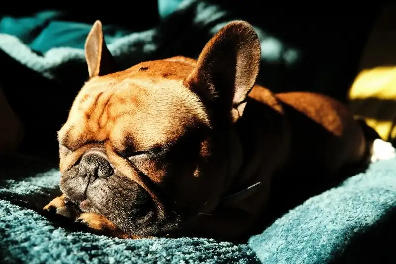 French Bulldogs