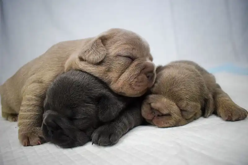 French Bulldogs