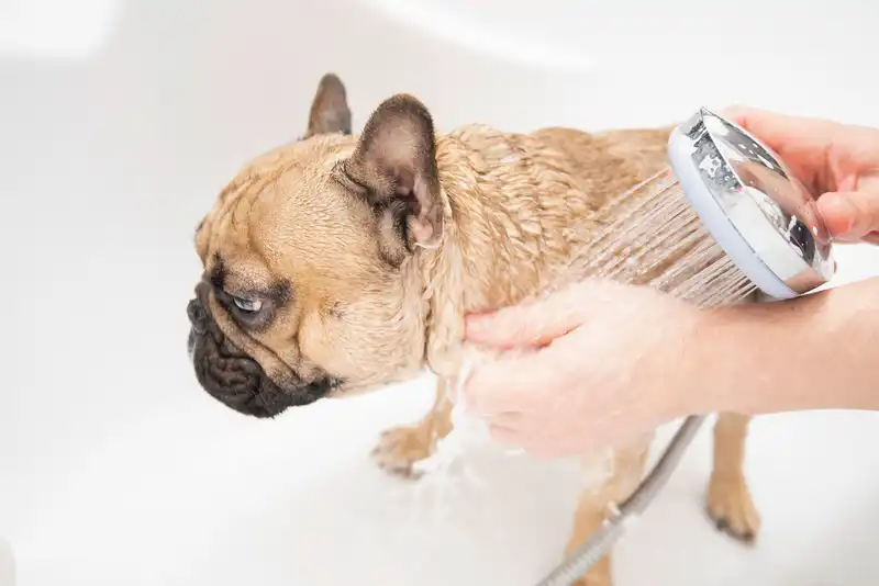 French Bulldogs