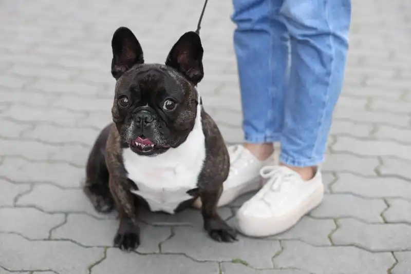 French Bulldogs
