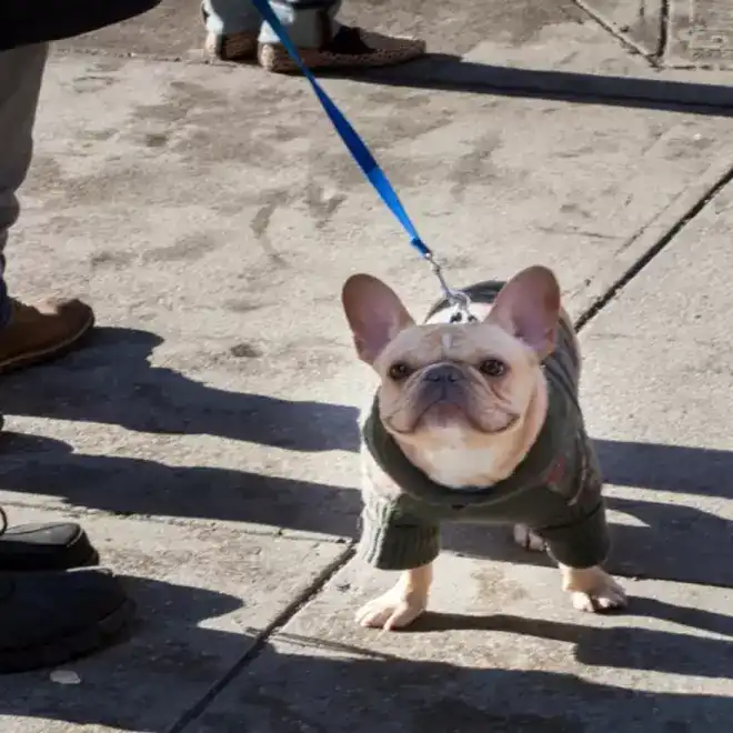 French bulldogs