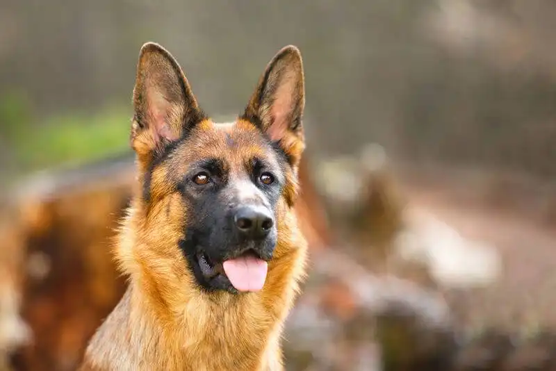 German shepherd 