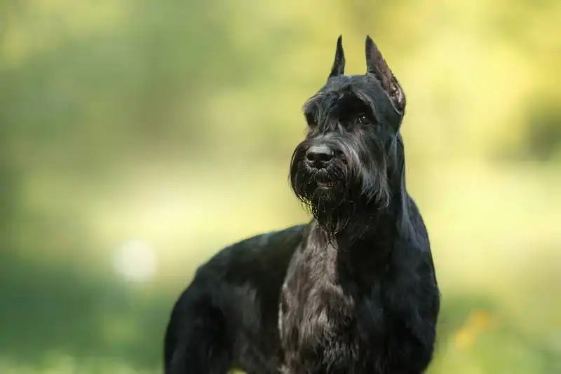 Giant Schnauzer 