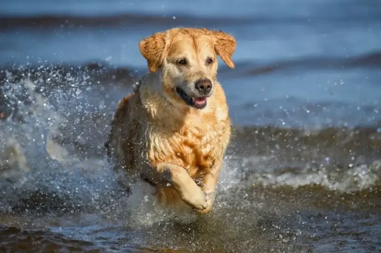 Golden Retriever