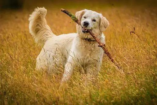 Golden Retriever Breed