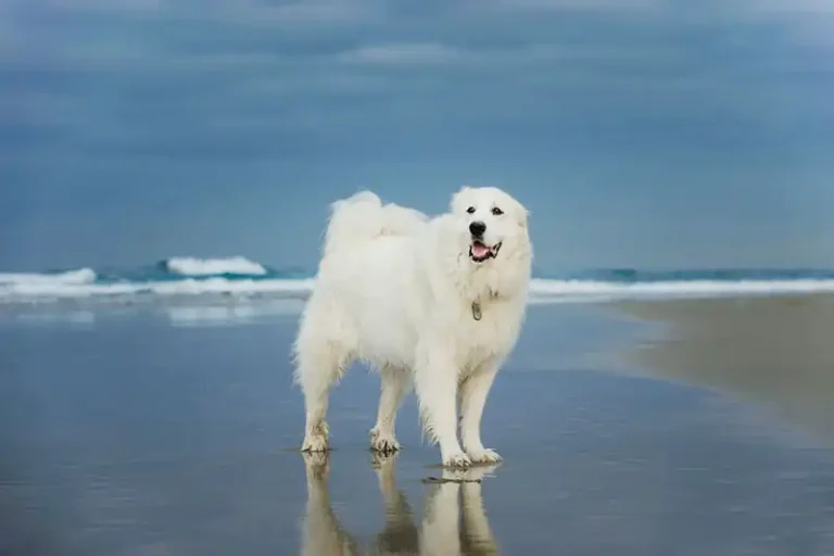Great Pyrenean Mountain Dog