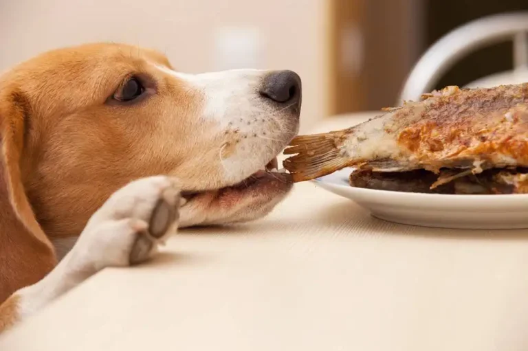 Harmful Foods for Dogs