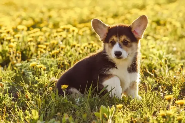 How to Care for a Corgi