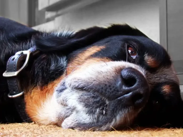 Infectious canine hepatitis