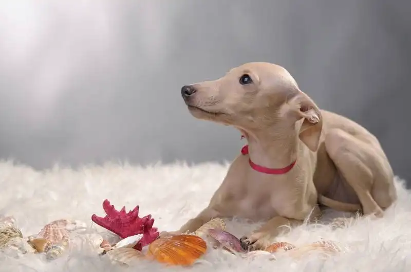 Italian Greyhound 