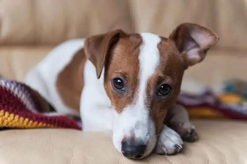 Jack Russell Terrier 