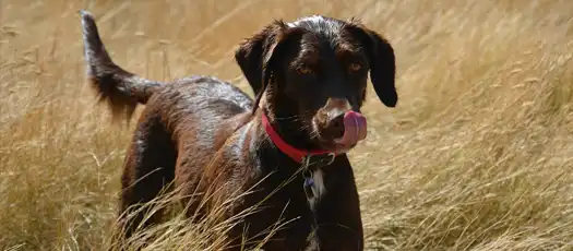 Keep Your Dog Healthy