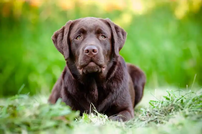Labrador 