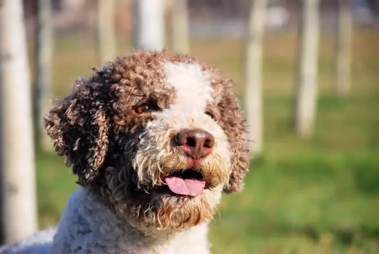 Lagotto Romagnolo