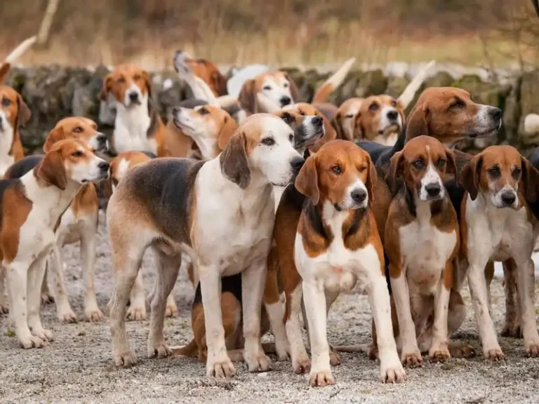 List of hound dog