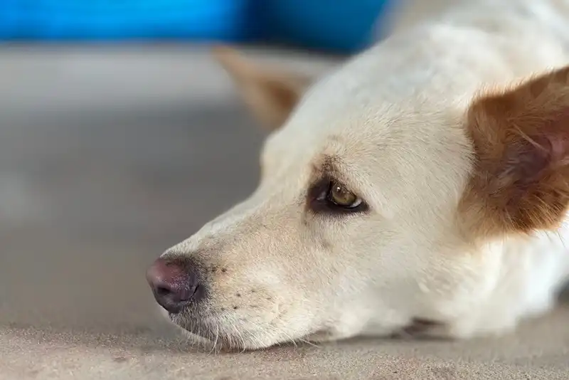 Lupus in Dogs