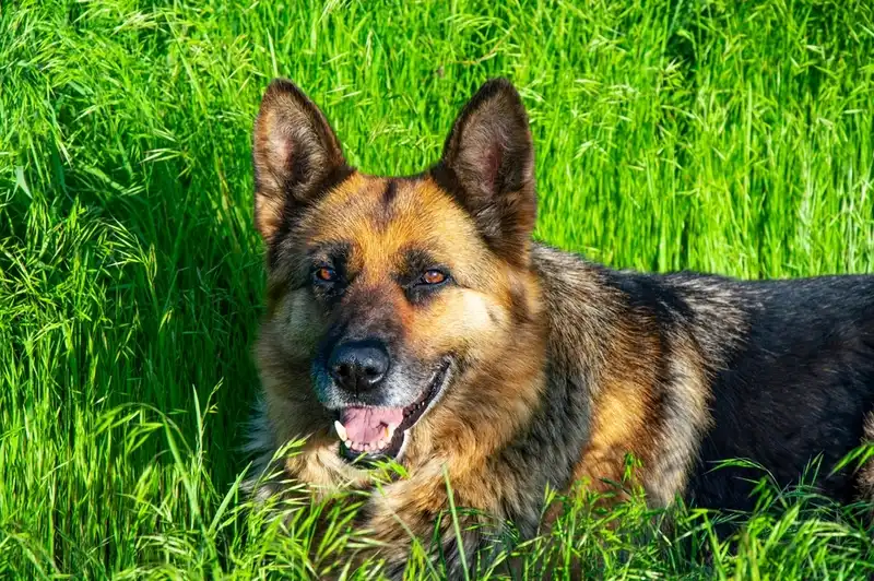 Lupus in Dogs
