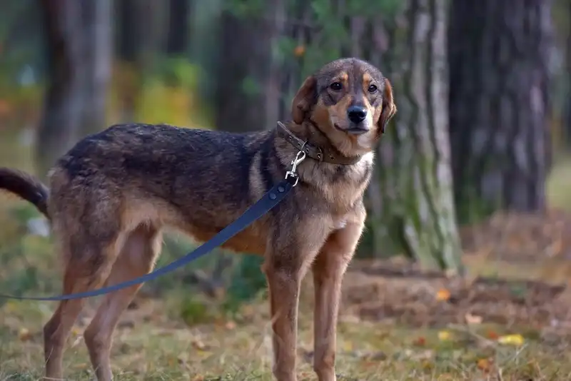Lupus in Dogs