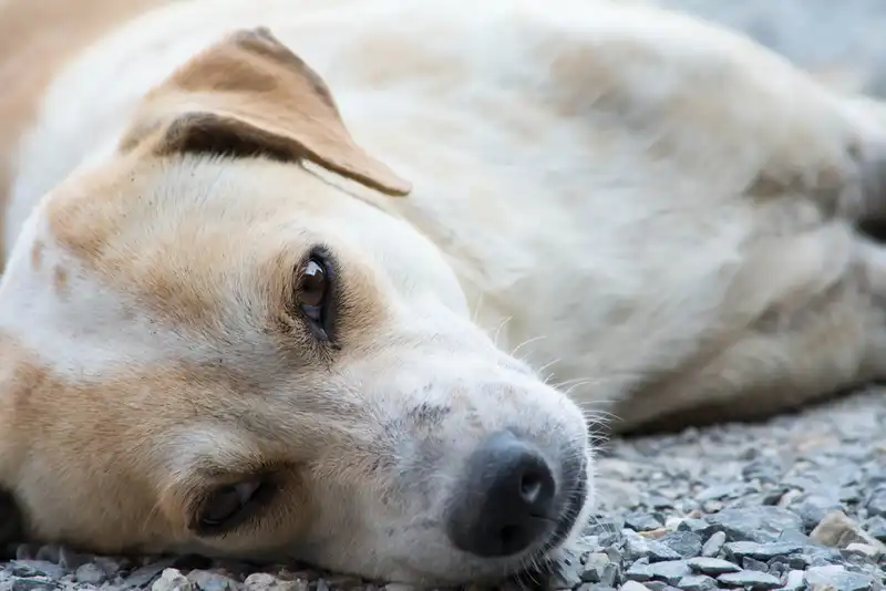Lupus in Dogs