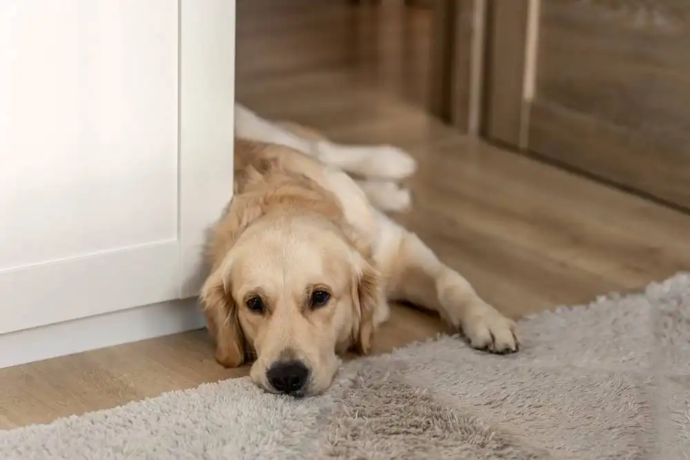 Lupus in Dogs