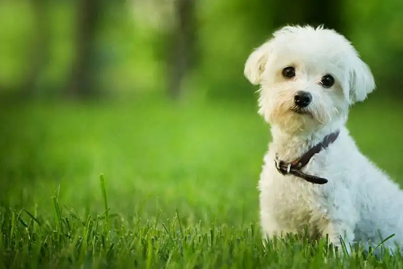 Maltese
