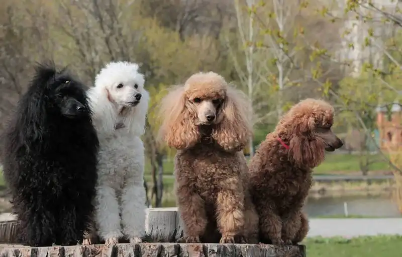 Miniature Poodle 
