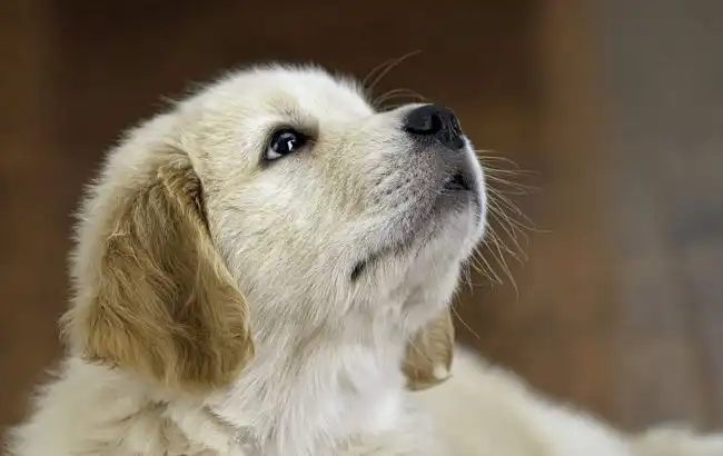 Name a Dog