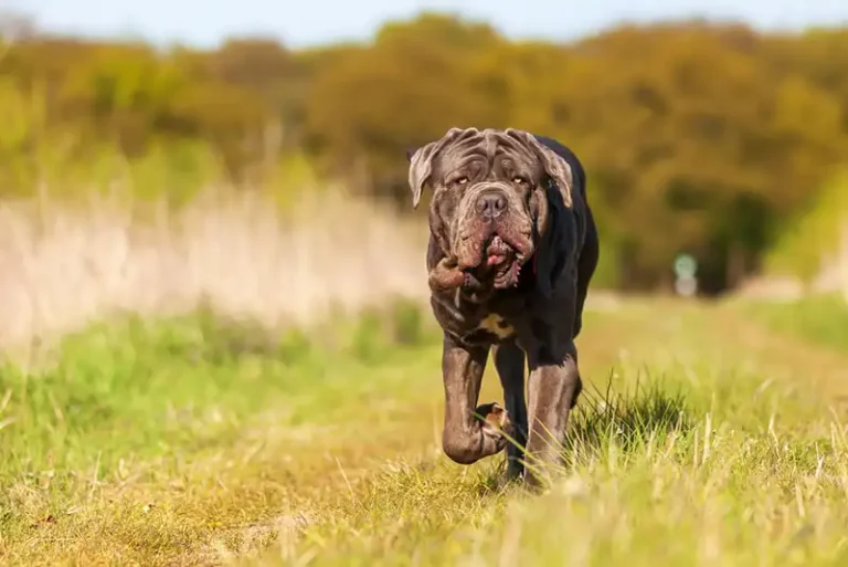 Neapolitan Mastiff