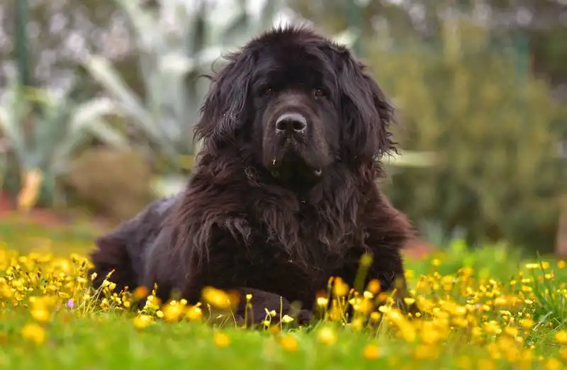 Newfoundland 