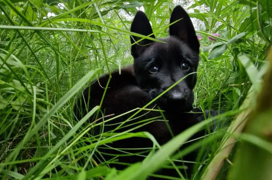 Norwegian Black Elkhound