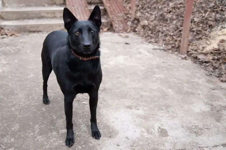 Norwegian Black Elkhound
