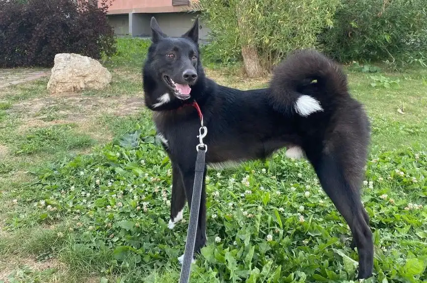 Norwegian Black Elkhound