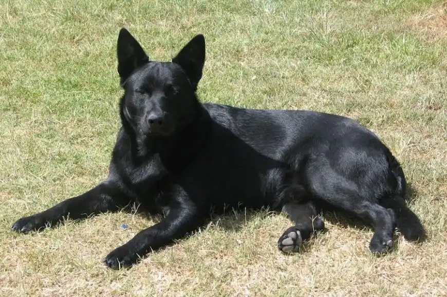 Norwegian Black Elkhound