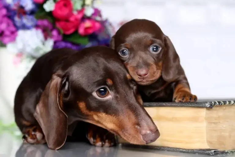 Pedigree of the dog