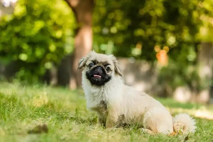Pekingese