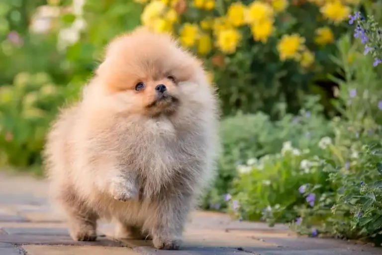 Pomeranian Spitz