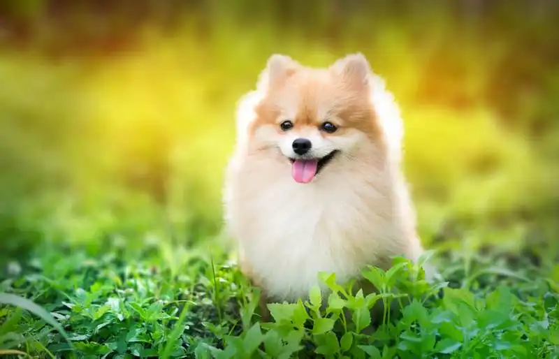Pomeranian Spitz 