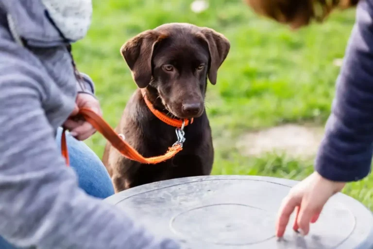 Puppy Development
