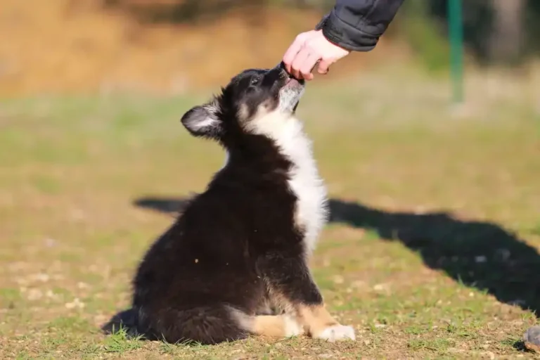 Puppy course
