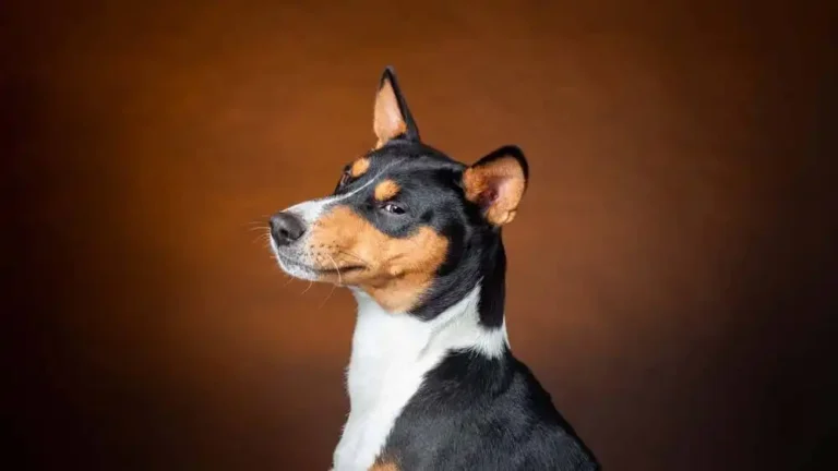 Quietest Dog Breeds